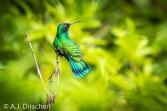 Quito_Kolibri-2016_03_08_00_21_47__MG_0293