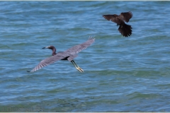 01_FFF-Begegnung_Blaureiher_Greif_CR__MG_2875-2-Bearbeitet