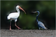 02_FFF-Begegnung_Ibis-Blaureiher_CR__MG_0932-Bearbeitet