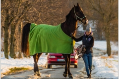 04_FFF-Begegnung_Pferd-Auto_6554