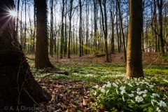 Fruelingswald_Dorney-2453