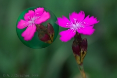 _MG_5041_3D-Kugel_Nelken_gerendert