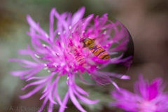 _MG_5048_3D-KugelSchwebfliegeliaFlockenblume02