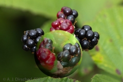_MG_5067_3D-Kugel-Brombeeren