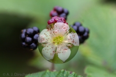 _MG_5070_3D-Brombeerbl_te_mitBeeren-Bearbeitet