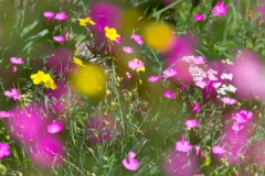 _MG_5108-09-Blumenwiese