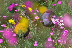 _MG_5108-09-mit_3D-Bl_tenkugeln-Bearbeitet