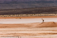 Peru_Altiplano-9653