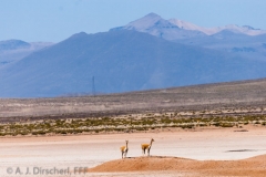 Peru_Altiplano-9661