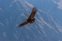 Peru_Kondor-0079