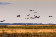 Zingst_MG__2013_09_24_18_20_54_1513