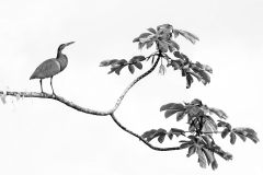 Loke-Wolfgang_20240521_0928_WLO_2464-1-copy-copy