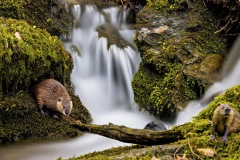 20210416-20210416-Wasserfall-KI-Bieber-mit-Baumstamm_Radiant