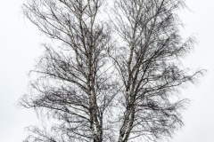 2023-Westropper-Heide-im-Schnee-52