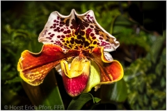 Orchidee