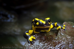 Feuersalamander_klein04