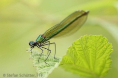 Geb_nderte_Prachtlibelle_Weibchen_Lippeaue_01_small