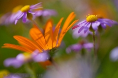 IMG__9178-1472-Bearbeitet